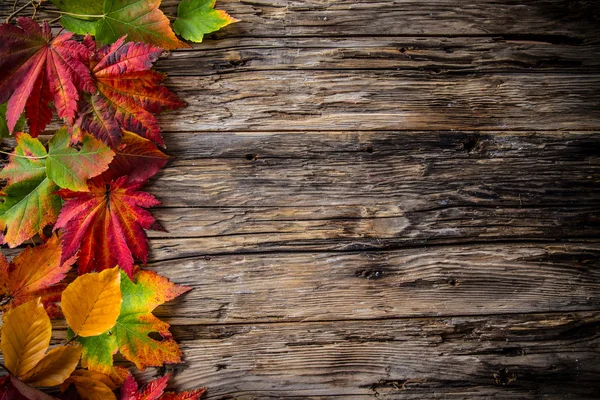 Цветной осенний фон с листьями — стоковое фото