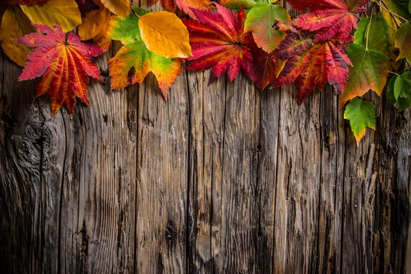 Fond automnal coloré avec des feuilles — Photo