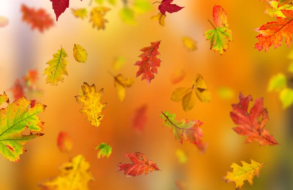 Kleurrijke herfst achtergrond met bladeren — Stockfoto