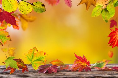 yaprakları ile renkli arka plan