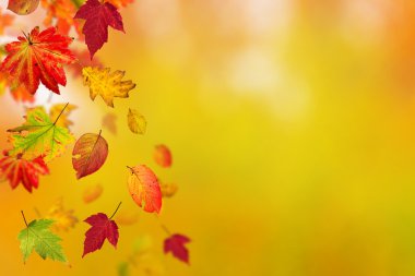 yaprakları ile renkli arka plan