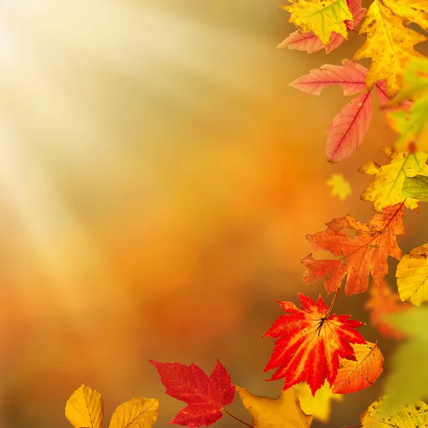 Kleurrijke herfst achtergrond met bladeren — Stockfoto