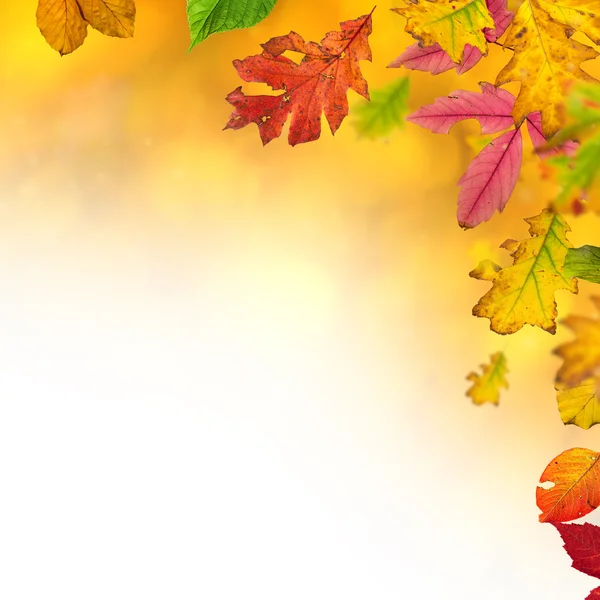 Fondo otoñal colorido con hojas —  Fotos de Stock