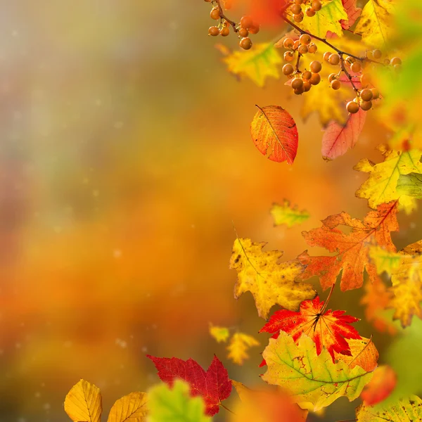 Kleurrijke herfst achtergrond met bladeren — Stockfoto