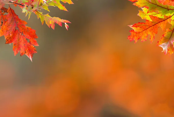 Bunte herbstliche Hintergrund mit Blättern — Stockfoto