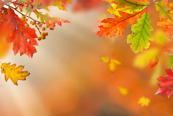 Цветной осенний фон с листьями — стоковое фото