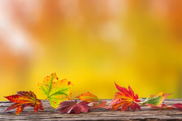 Kleurrijke herfst achtergrond met bladeren — Stockfoto