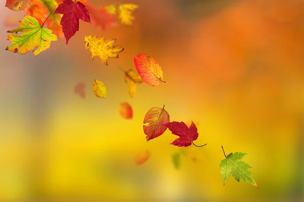 Kleurrijke herfst achtergrond met bladeren — Stockfoto