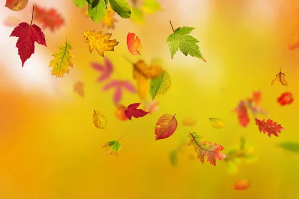 Colorful autumnal background with leaves — Stock Photo, Image