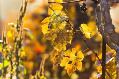 gün batımında bağ.