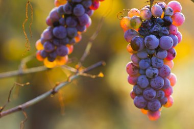 gün batımında bağ.