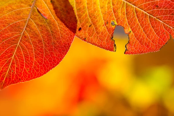 Bunte herbstliche Hintergrund mit Blättern — Stockfoto