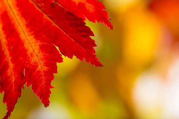 Colorful autumnal background with leaves — Stock Photo, Image