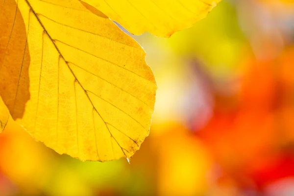 Fond automnal coloré avec des feuilles — Photo