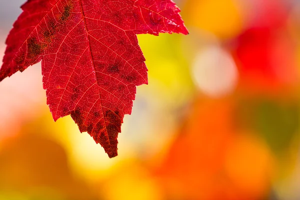 Bunte herbstliche Hintergrund mit Blättern — Stockfoto