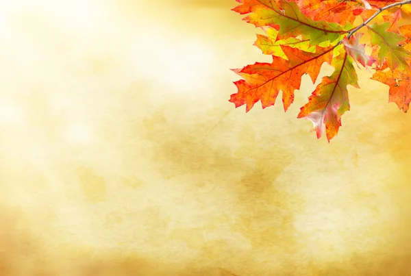 葉とカラフルな秋の背景 — ストック写真