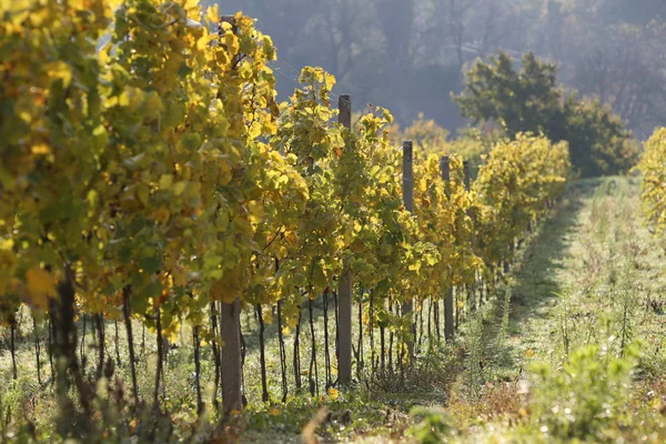 Vineyard at sunset. — Stock Photo, Image