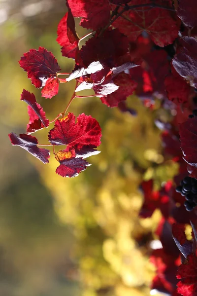 Weinberg bei Sonnenuntergang. — Stockfoto