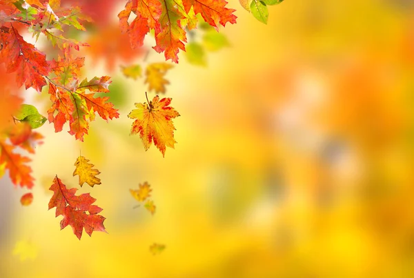 Colorato sfondo autunnale con foglie — Foto Stock