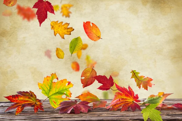 Colorful autumnal background with leaves — Stock Photo, Image