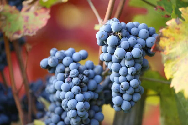 Vineyard at sunset. — Stock Photo, Image