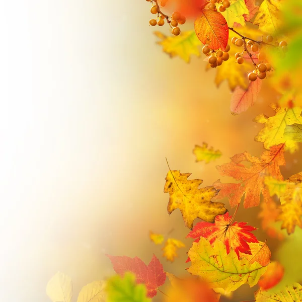 Bunte herbstliche Hintergrund mit Blättern — Stockfoto