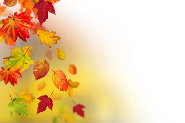 Colorato sfondo autunnale con foglie — Foto Stock