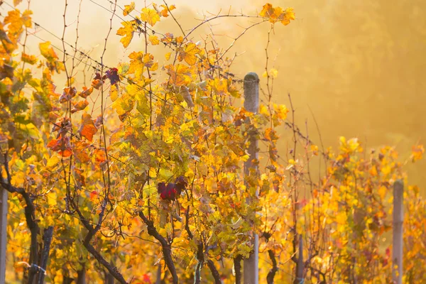 Vinice při západu slunce. — Stock fotografie