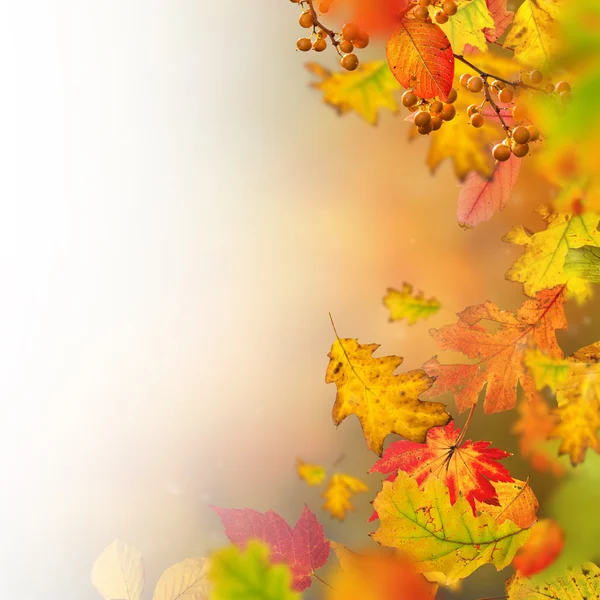 Kleurrijke herfst achtergrond met bladeren — Stockfoto