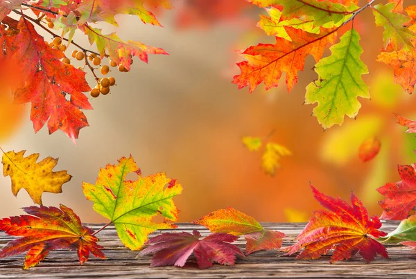 Podzimní barevné pozadí s listy — Stock fotografie
