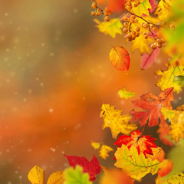 Bunte herbstliche Hintergrund mit Blättern — Stockfoto