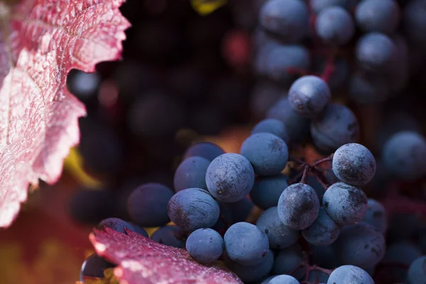 Vineyard at sunset. — Stock Photo, Image