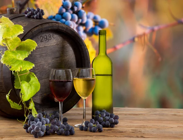 Виноград со старым стволом . — стоковое фото