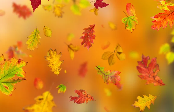 Colorato sfondo autunnale con foglie — Foto Stock