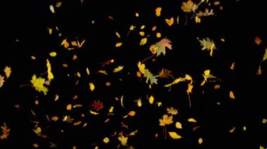 Siyah arka planda düşen rengarenk sonbahar yapraklarının süper yavaş çekimi. Yüksek hızlı sinema kamerası, 1000 fps..