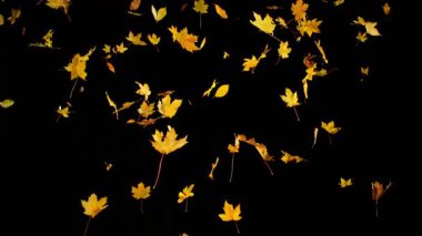 Siyah arka planda düşen rengarenk sonbahar yapraklarının süper yavaş çekimi. Yüksek hızlı sinema kamerası, 1000 fps..
