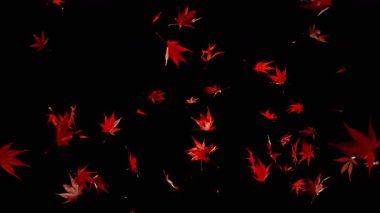 Siyah arka planda düşen rengarenk sonbahar yapraklarının süper yavaş çekimi. Yüksek hızlı sinema kamerası, 1000 fps..