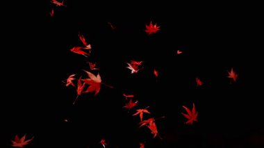 Siyah arka planda düşen rengarenk sonbahar yapraklarının süper yavaş çekimi. Yüksek hızlı sinema kamerası, 1000 fps..