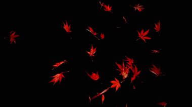 Siyah arka planda düşen rengarenk sonbahar yapraklarının süper yavaş çekimi. Yüksek hızlı sinema kamerası, 1000 fps..