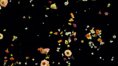 Uçuşun süper yavaş çekim sahnesi. Farklı gerçekçi çayır çiçekleri, siyah üzerine izole edilmiş. 1000 fps hızla yüksek hızlı sinematik kamera ile çekildi.