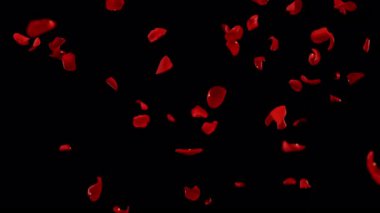 Açık siyah arka planda düşen gül yapraklarının süper yavaş çekimi. 1.000 fps hızla yüksek hızlı sinema kamerasıyla çekildi.