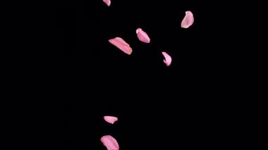 Açık siyah arka planda düşen gül yapraklarının süper yavaş çekimi. 1.000 fps hızla yüksek hızlı sinema kamerasıyla çekildi.