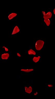 Açık siyah arka planda düşen gül yapraklarının süper yavaş çekimi. 1.000 fps hızla yüksek hızlı sinema kamerasıyla çekildi.