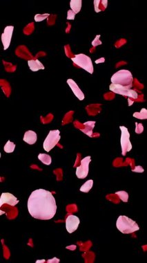 Açık siyah arka planda düşen gül yapraklarının süper yavaş çekimi. 1.000 fps hızla yüksek hızlı sinema kamerasıyla çekildi.