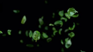 Taze fesleğen yapraklarının çok yavaş düşmesi. Nihai perspektif ve hareket. Yüksek hızlı sinema kamerası, 1000 fps..