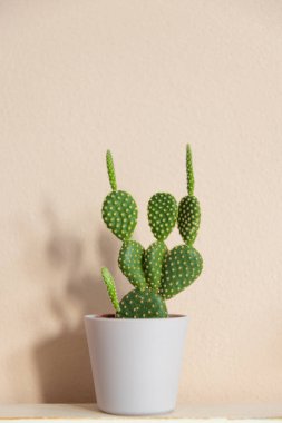 Bej arka planda sakkınlık yakın çekim. Minimal nötr iç tasarım çiçek kompozisyonu.