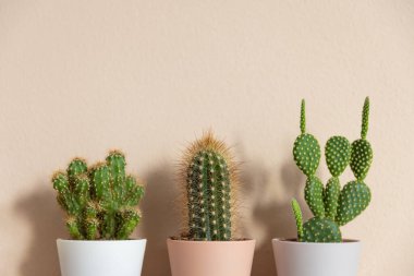 Bej arka plandaki saksılarda kaktüslerin yakın çekimi. Asgari nötr iç dizayn çiçek bileşimi.