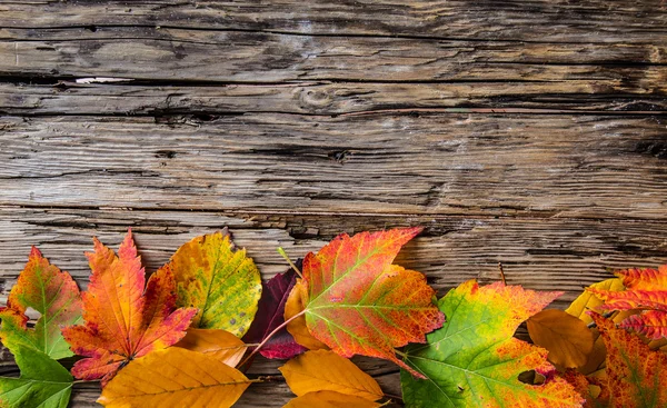 Colorato sfondo autunnale con foglie — Foto Stock