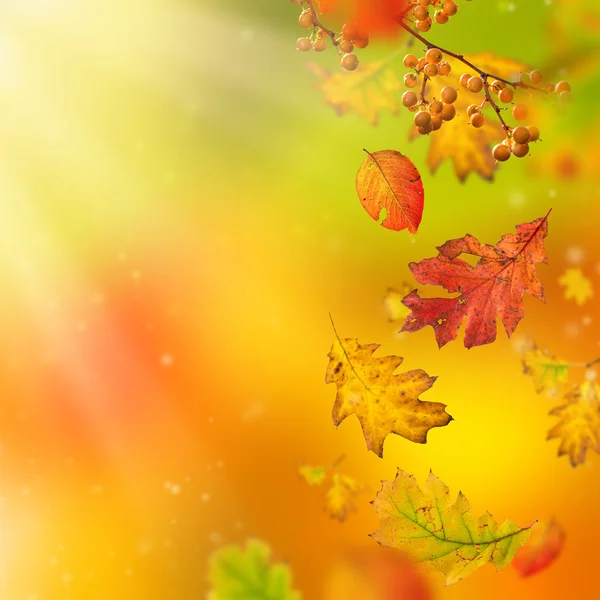 Kleurrijke herfst achtergrond met bladeren — Stockfoto
