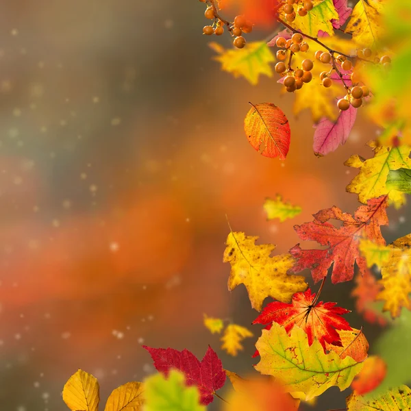 Fundo outonal colorido com folhas — Fotografia de Stock